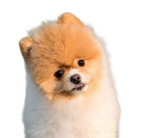 Pomeranian